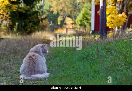 Eine creme Norwegische Waldkatze männlichen Sitzen auf einem sonnigen Land straße Stockfoto