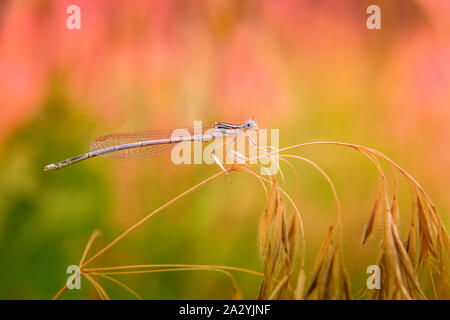 In der Nähe von wunderschönen kleinen türkisfarbenen Dragonfly Ruhestätte auf trockenem Gras. Selektive konzentrieren. Unfocused Rosa und Grün blühenden Wiese im Hintergrund. Stockfoto