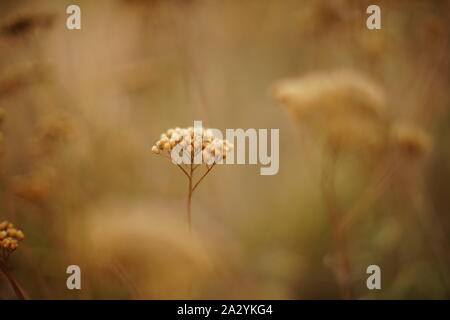 Schöne Wiese mit trockenen zarten Pflanzen. Braun Herbst Blumen und Gräser in den unscharfen Bereich Stockfoto
