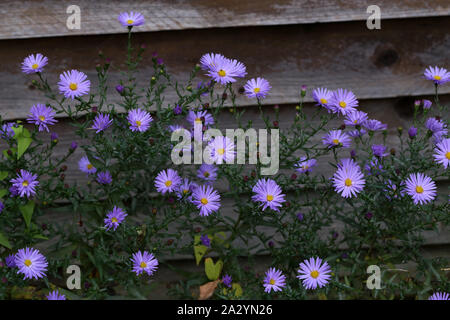 Lila Herbst Astern blühen im August und September Cute Stockfoto