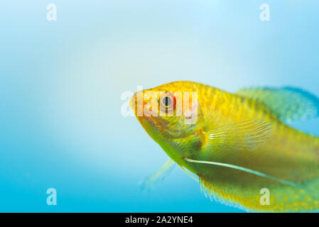 Aquarium Fisch Goldener gurami Trichogaster trichopterus Gold Stockfoto