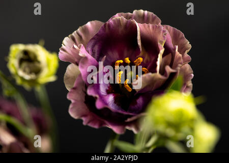 Blumen auf schwarzem Hintergrund. Rosanne Schwarze Perle. Close-up. Stockfoto