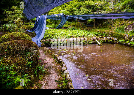 Wasabi Plantation in Izu, Japan. Wasabi im Halbschatten. Das Wasser fließt permanent um die Wurzeln der Pflanzen. Die terrassenförmige Lage sorgt für konstant frisches Wasser aus den Bergen Stockfoto