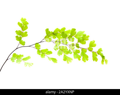 Flora von Gran Canaria - Adiantum capillus-Veneris, schwarz maidenhair fern, auf weißem Hintergrund Stockfoto