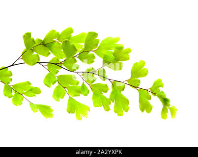 Flora von Gran Canaria - Adiantum capillus-Veneris, schwarz maidenhair fern, auf weißem Hintergrund Stockfoto