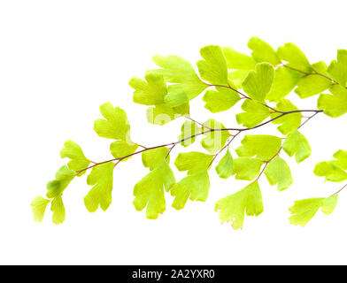 Flora von Gran Canaria - Adiantum capillus-Veneris, schwarz maidenhair fern, auf weißem Hintergrund Stockfoto