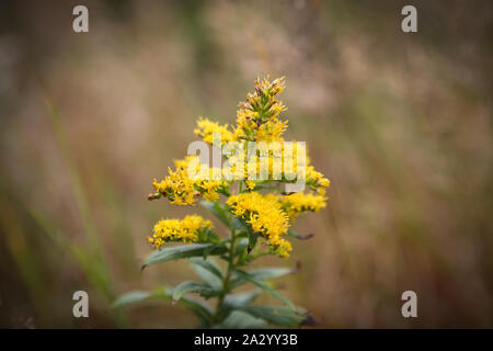 Gelb wilde Blume im Gras wächst, Gelb Pflanze Stockfoto