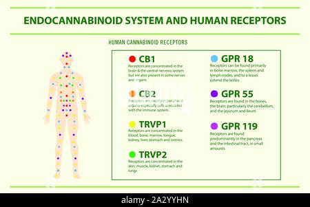 Endocannabinoid System und der Rezeptoren horizontale Infografik Abbildung über Cannabis als pflanzliche Alternative Medizin, Gesundheitswesen Vektor. Stock Vektor