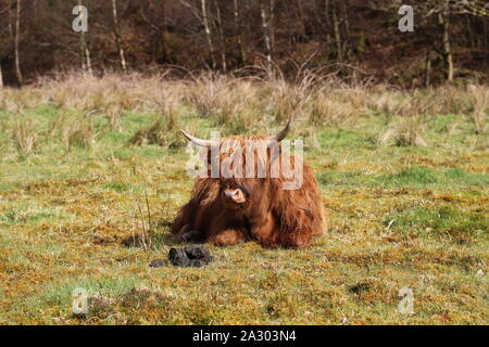 Aberdeen Angus Kuh liegend in einem Feld Stockfoto