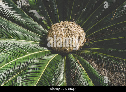 Blick von oben auf die weibliche Kegel von Cycas revoluta und Blätter, die Sie umgeben, Stockfoto