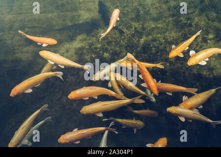 Blick von oben auf Schwimmen weiß Schwarz und goldenen Karpfen im Teich Stockfoto