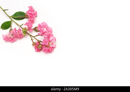 Blume Rose pansy Sun Flower auf weißem Hintergrund Stockfoto