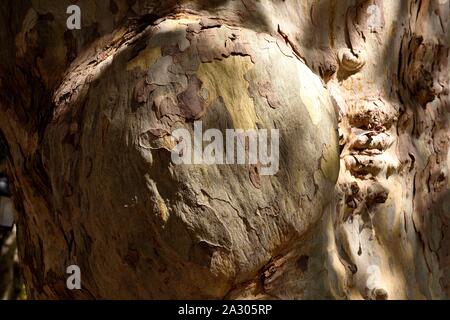 Nahaufnahme der Platane Rinde. Stockfoto