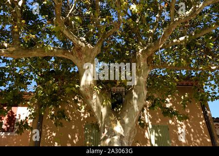 Eine Platane in der Provence. Stockfoto