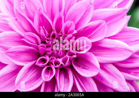 Rosa Dahlie Nahaufnahme Blume Dahlie Blume 'Lilac Time' Stockfoto