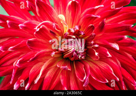 Rote Dahlie Nahaufnahme Blume Dahlie Blume" Akita' Stockfoto