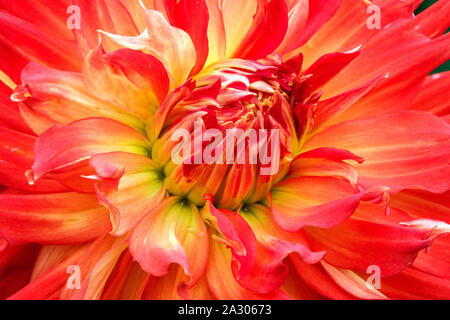 Orange Dahlie Nahaufnahme Blume Dahlie Blume "Fired Up" Stockfoto