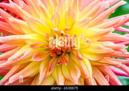 Orange Dahlia Nahaufnahme Blume Dahlia Blume 'Skipley Grande' Kaktus Dahlia Pastellblume Stockfoto