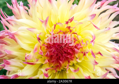 Gelbe Dahlia Nahaufnahme Blume Dahlia Blume 'haPET Perfect' Dahlia Pastellblume Stockfoto