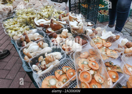 Sopot, Polen. 4.Oktober 2019 Verkäufer Pilze mit Penny Brötchen (Boletus edulis), Parasol Pilze (Macrolepiota procera), Bay (boletes Imleria Badia), Lactarius Deliciosus (Safran Milch Gap und roten Pilz Kiefer) und andere auf Grünen Markt in Sopot, Polen am 4. Oktober 2019 In den letzten Tagen beobachtet, der polnischen Wälder Schärmen mit Pilzsammler. Das günstige Wetter verursacht vorteilhafte Bedingungen für das Wachstum von einer großen Anzahl von Speisepilzen © vadim Pacajev/Alamy leben Nachrichten Stockfoto