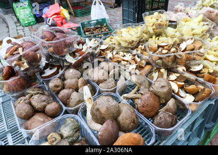 Sopot, Polen. 4.Oktober 2019 Verkäufer Pilze mit Penny Brötchen (Boletus edulis), Parasol Pilze (Macrolepiota procera), Bay (boletes Imleria Badia), Lactarius Deliciosus (Safran Milch Gap und roten Pilz Kiefer) und andere auf Grünen Markt in Sopot, Polen am 4. Oktober 2019 In den letzten Tagen beobachtet, der polnischen Wälder Schärmen mit Pilzsammler. Das günstige Wetter verursacht vorteilhafte Bedingungen für das Wachstum von einer großen Anzahl von Speisepilzen © vadim Pacajev/Alamy leben Nachrichten Stockfoto