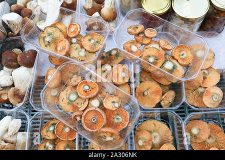 Sopot, Polen. 4.Oktober 2019 Pilze Lactarius Deliciosus (Verkäufer mit Safran Milch Gap und roten Pilz Kiefer) ist am Grünen Markt in Sopot, Polen am 4. Oktober 2019 In den letzten Tagen beobachtet, der polnischen Wälder wurden Schärmen mit Pilzsammler. Das günstige Wetter verursacht vorteilhafte Bedingungen für das Wachstum von einer großen Anzahl von Speisepilzen © vadim Pacajev/Alamy leben Nachrichten Stockfoto