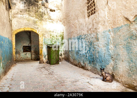 Im ehemaligen jüdischen Viertel von Mellah in Essaouira, Marokko, eine Katze befindet sich in einer Sackgasse, wo es auch einen Mülleimer. Spuren der blauen Farbe sind Stockfoto