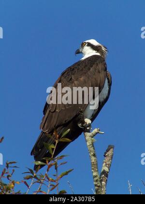 Ich habe diese Wildlife Fotografie eines sitzenden Fischadler in Zentral Florida. Fischadler sind in vielen Teilen der USA auch als Fluss Hawk bekannt. Stockfoto