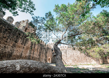 Großer Baum in einer Burgruine wachsende Stockfoto