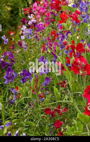 Sweet Pea-Blumen Stockfoto