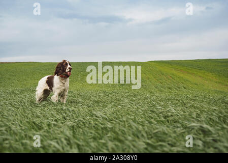 English Springer Spaniel hund Im grünem Erntegut Stockfoto