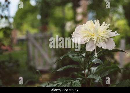 Weiße pfingstrose Blüte in der Blüte im Garten Stockfoto