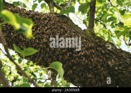 Schwarm der Europäischen Honigbienen auf einem Baum Stockfoto