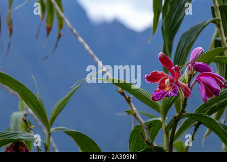 Wild Orchid Blumen mit unscharfen Berge in Wolken, natürlichen Hintergrund mit Bokeh und Kopie Raum Stockfoto