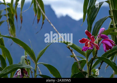 Wild Orchid Blumen mit unscharfen Berge in Wolken, natürlichen Hintergrund mit Bokeh und Kopie Raum Stockfoto