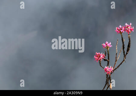 Wild Orchid rosa Blüten mit unscharfen Berge in Wolken, natürlichen Hintergrund mit Bokeh und Kopie Raum Stockfoto