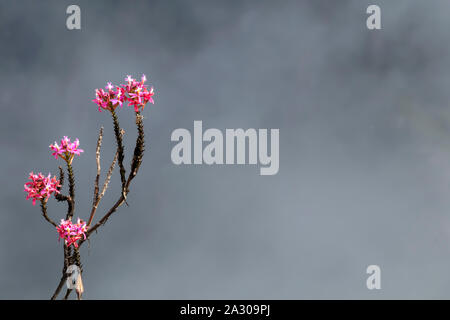 Wild Orchid rosa Blüten mit unscharfen Berge in Wolken, natürlichen Hintergrund mit Bokeh und Kopie Raum Stockfoto