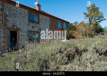 Lavendel wächst entlang der Garden Path in Marsh Lane Cottage, einer der Wiveton Halle holiday cottages in Marsh Lane, Wiveton, North Norfolk, Großbritannien Stockfoto