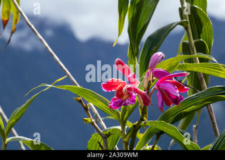 Orchid wild Rosa Lila flowerswith verschwommen Berge in Wolken, natürlichen Hintergrund mit Bokeh und Kopie Raum Stockfoto