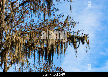 Close-up Details von Zypressen Zweige von den Sümpfen in der Nähe von New Orleans, Louisiana im Herbst Saison Stockfoto