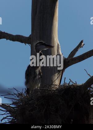 Diese wildlife Bild einer Great Blue Heron Junge war in zentralem Florida am Kreis B Bar finden in zentralem Florida genommen. Stockfoto