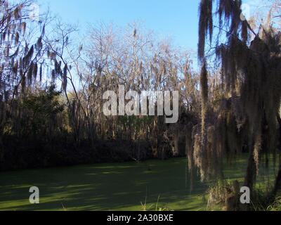 Diese wildlife Bild einer Great Blue Heron Junge war in zentralem Florida am Kreis B Bar finden in zentralem Florida genommen. Stockfoto