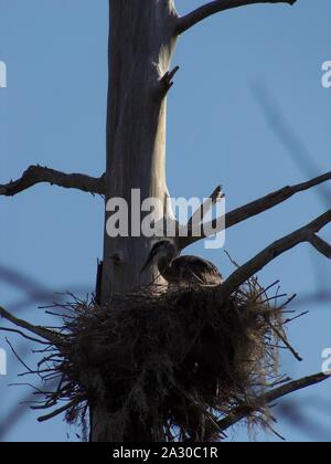 Diese wildlife Bild einer Great Blue Heron Junge war in zentralem Florida am Kreis B Bar finden in zentralem Florida genommen. Stockfoto