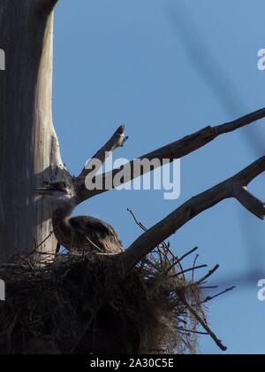 Diese wildlife Bild einer Great Blue Heron Junge war in zentralem Florida am Kreis B Bar finden in zentralem Florida genommen. Stockfoto