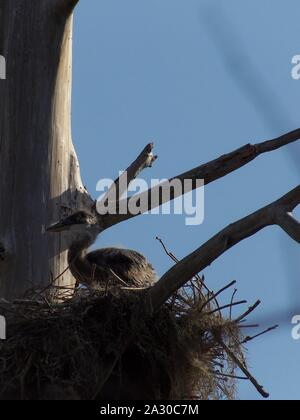 Diese wildlife Bild einer Great Blue Heron Junge war in zentralem Florida am Kreis B Bar finden in zentralem Florida genommen. Stockfoto