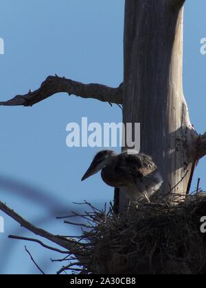 Diese wildlife Bild einer Great Blue Heron Junge war in zentralem Florida am Kreis B Bar finden in zentralem Florida genommen. Stockfoto