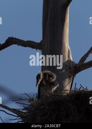 Diese wildlife Bild einer Great Blue Heron Junge war in zentralem Florida am Kreis B Bar finden in zentralem Florida genommen. Stockfoto