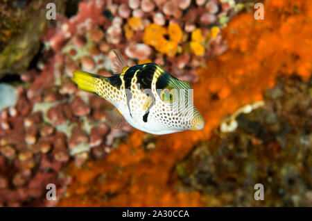 Schwarz - gesattelt Toby, Canthigaster Valentini, Sulawesi, Indonesien Stockfoto