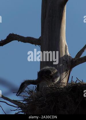 Diese wildlife Bild einer Great Blue Heron Junge war in zentralem Florida am Kreis B Bar finden in zentralem Florida genommen. Stockfoto