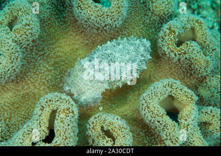 Pygmy oder Stumpy spined Tintenfisch, Sepia bandensis, versteckt in einem Leder coral Sulawesi, Indonesien. Stockfoto